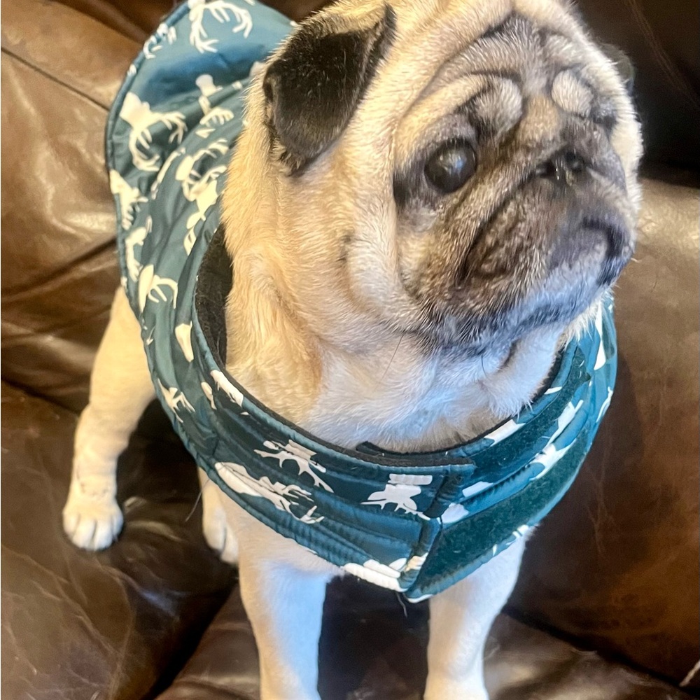 Stylish Green Dog Coat
